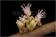 Agrostistachys indica